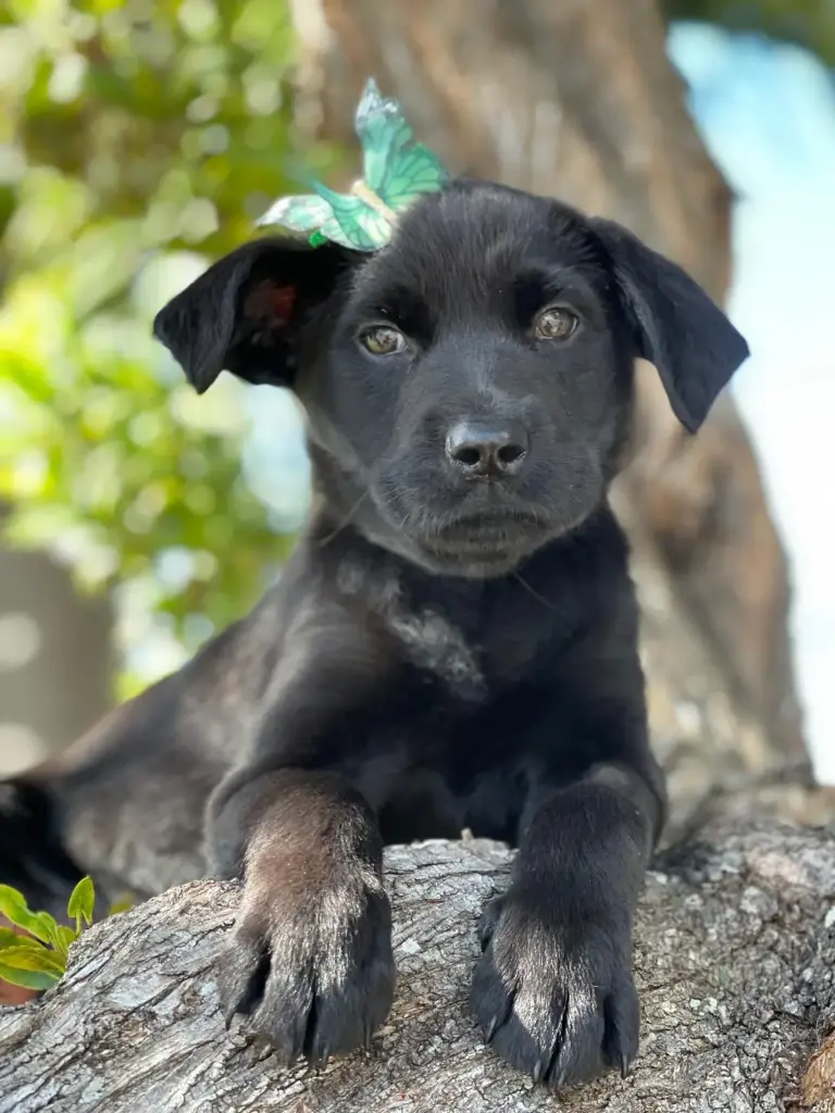 941010002699954 Shadow