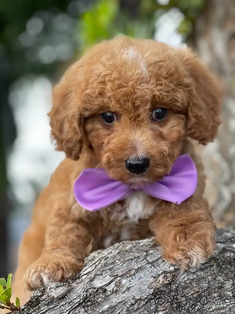 cavapoo 26091 rescue