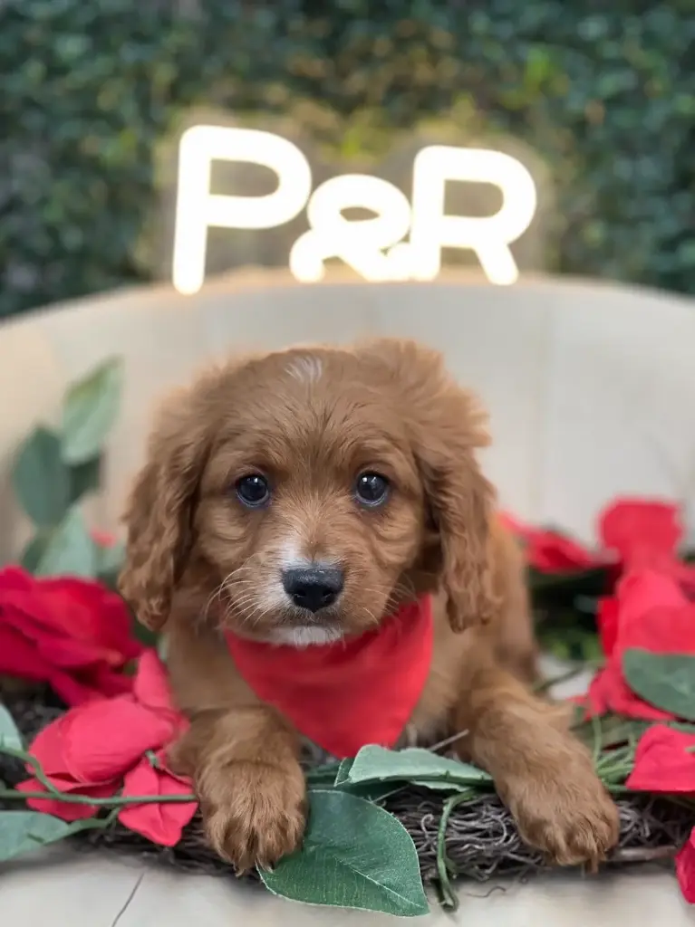 2nd Gen Cavapoo 2613