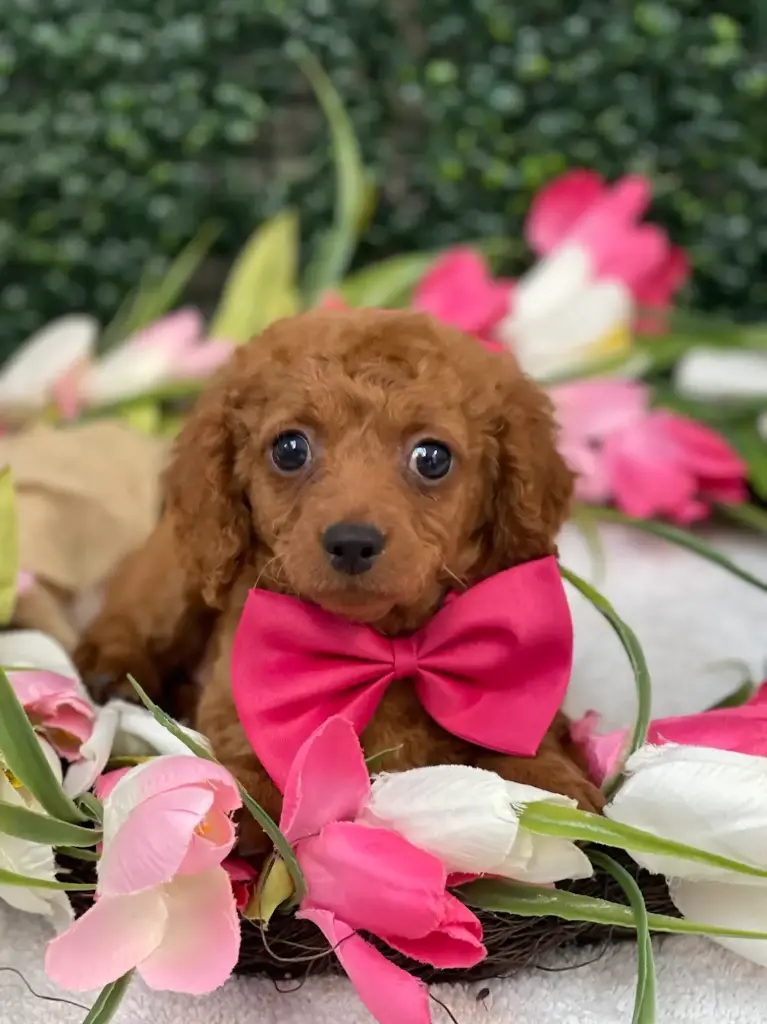 2nd Gen Cavapoo 2614