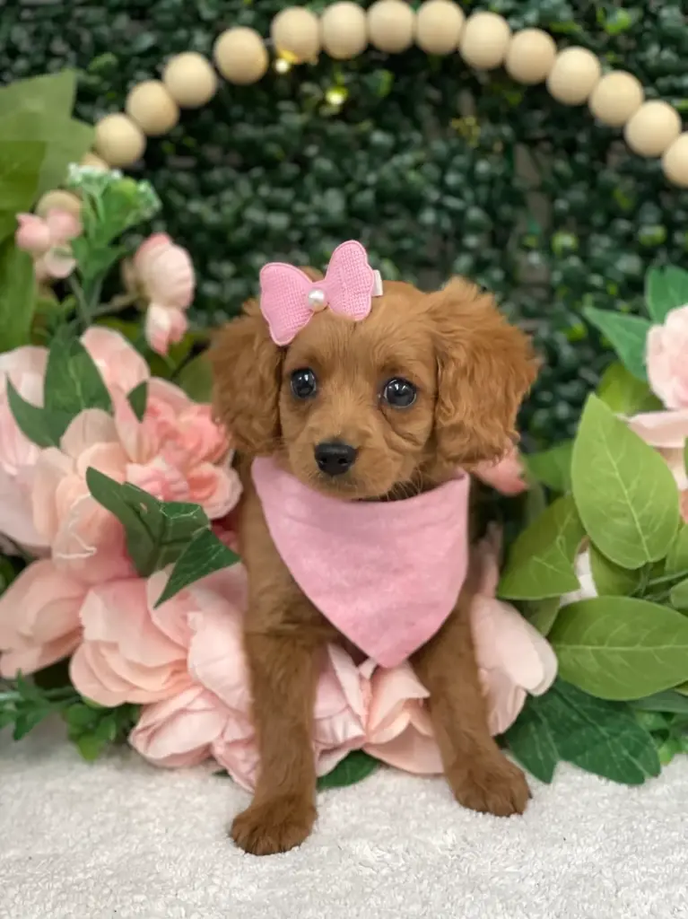 2nd Gen Cavapoo 2615