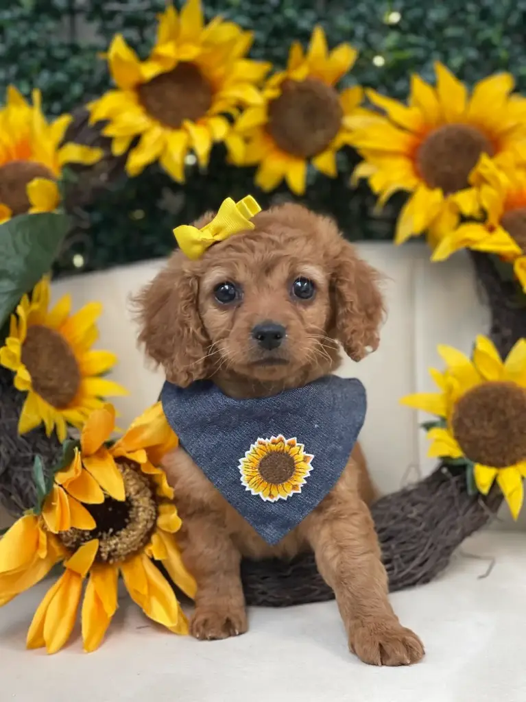 2nd Gen Cavapoo 2616