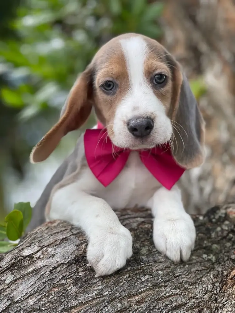 Rescue Beagle 2646-03