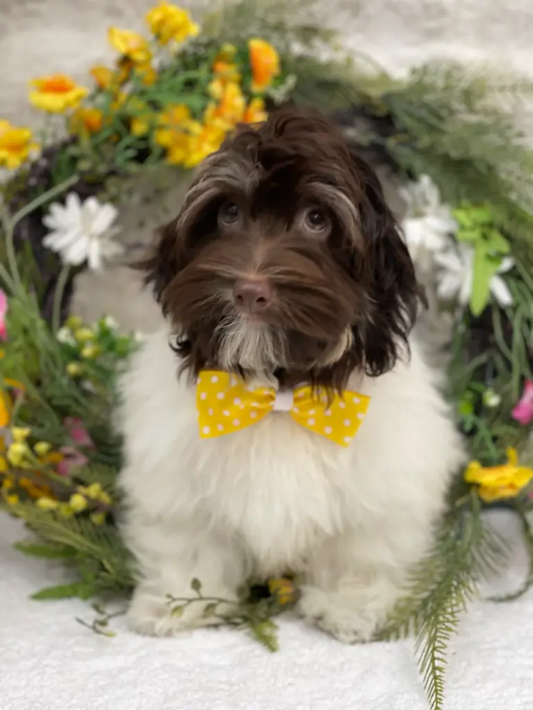Rescue Havanese 25114-04