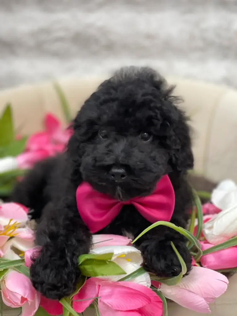 Rescue Poodle 25130-02