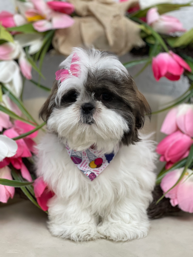 [251050-03] 901011000077976