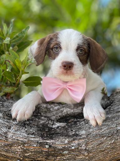 [2631-03] 202105000040523