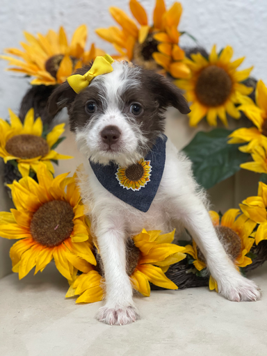 [2631-04] 202105000040524