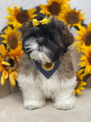 [2623-04] 900219002636128