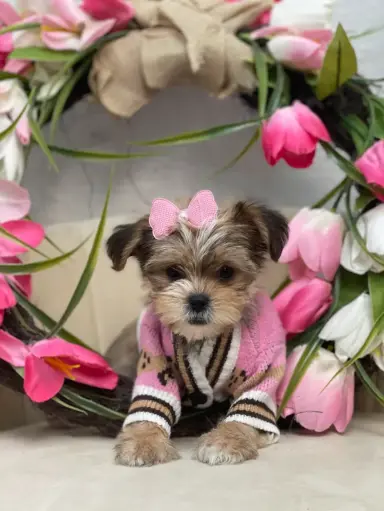 [33] 990000014033499