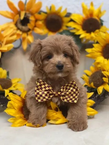 [2602] 900263005816095