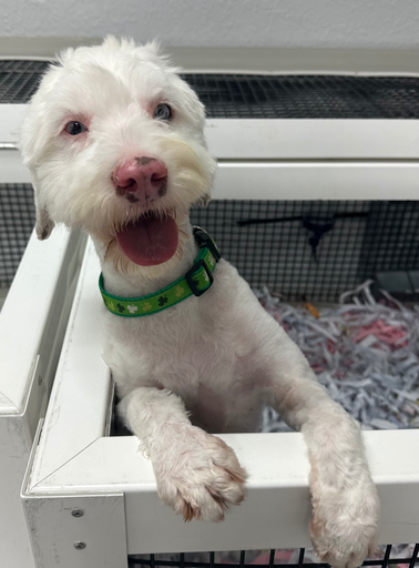 [Coco] 900255001125303