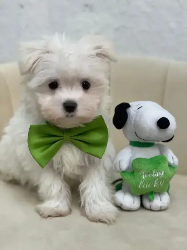 [2694-01] 900219002620288