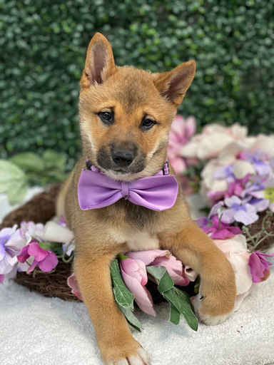 [264-01] 990000014041118