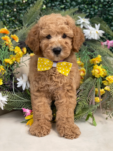 [26108-01] 900219002620075