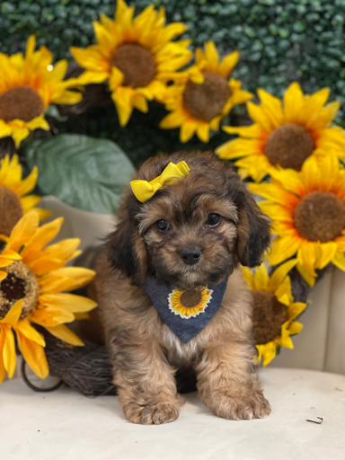 [2681-04] 900219002635859