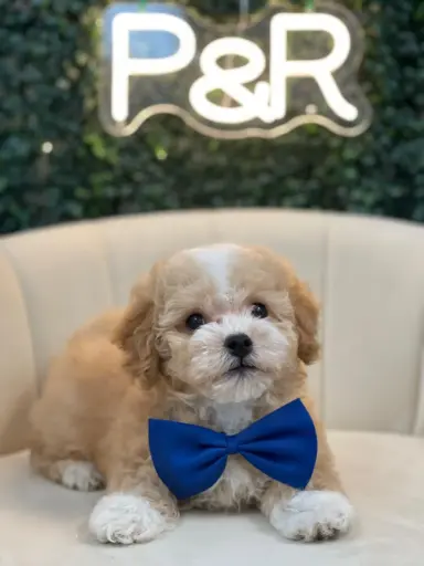 [39] 933000321371906