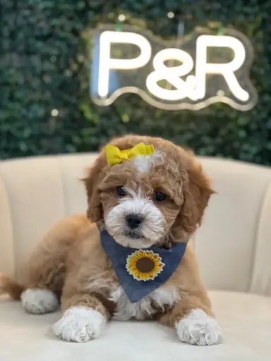 [42] 933000321371909