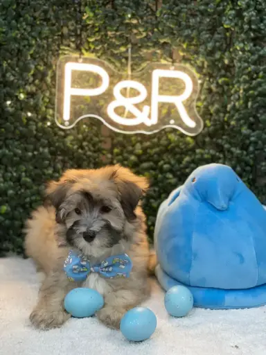 [26105-02] 900219001675447