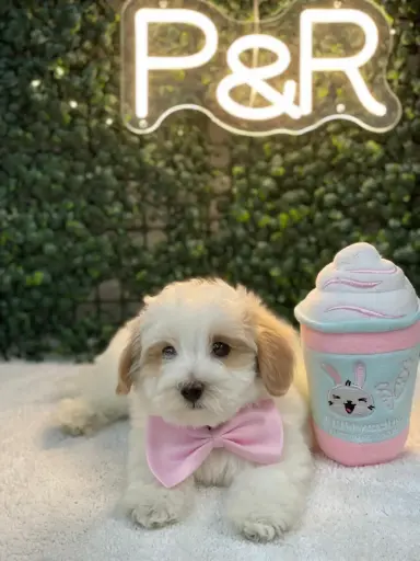 [26119-02] 901011000077783