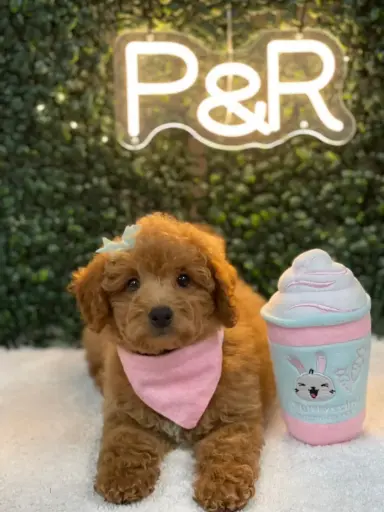 [26197-03] 901011000073990