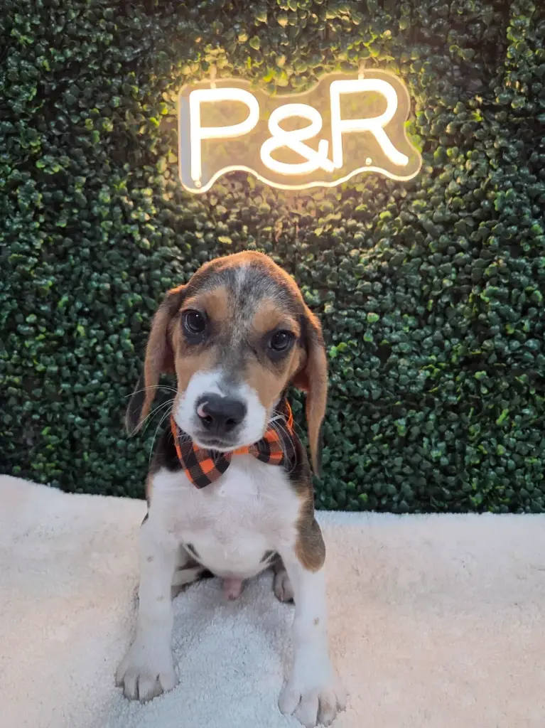 900026018939692 | Puppies & Rescues