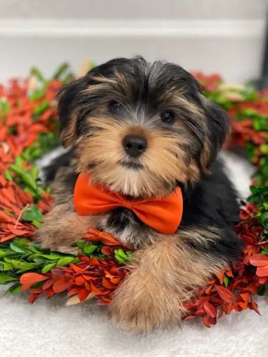 [25294-01] 991003001167604