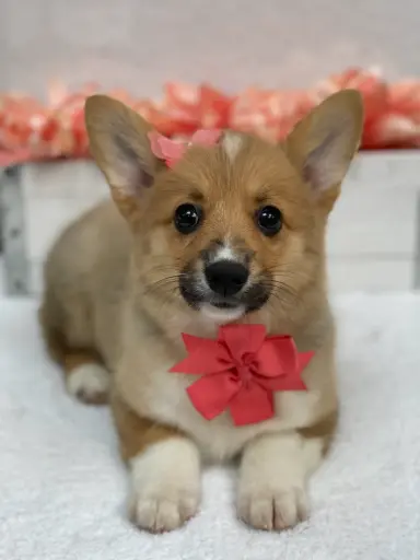 [25272-05] 990000014278104