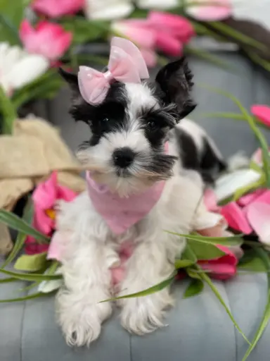 [25124-06] 900255002098005