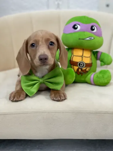 [252181-01] 900219002630331