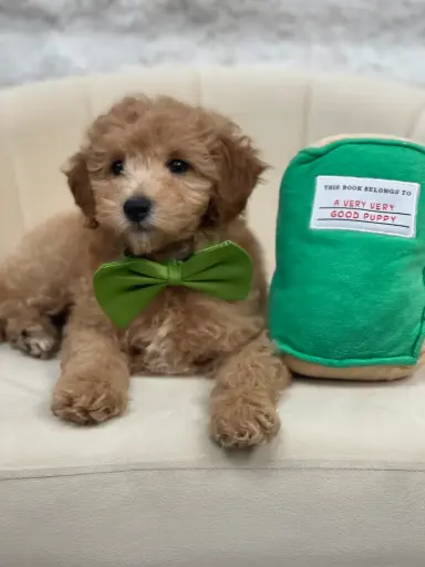 [25249-01] 202105000040861