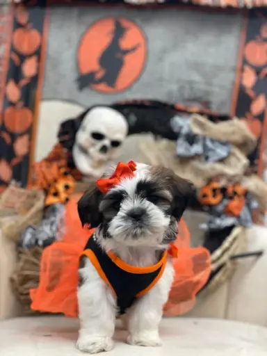 [25461-05] 900219002635555