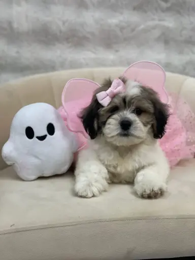 [25482-03] 990000014025401