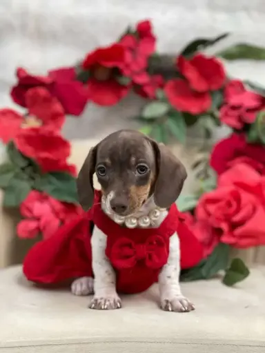 [2528-05] 900263004990361