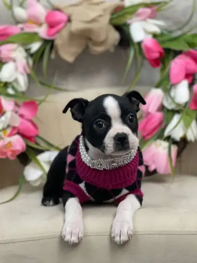 [25517-03] 900263005006248