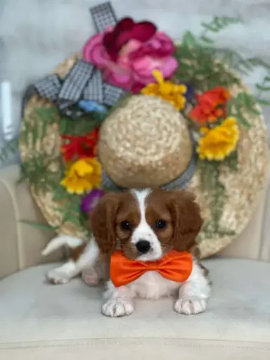 [25288-03] 202105000040884