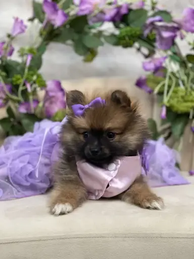 [25479-03] 900219002635577