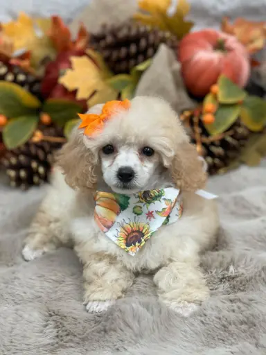 [25527-01] 900263005007190