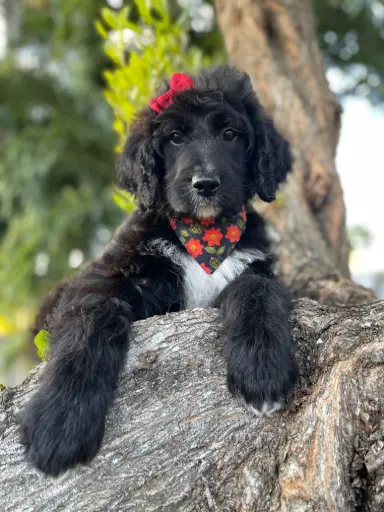 [25290-03] 202105000040903