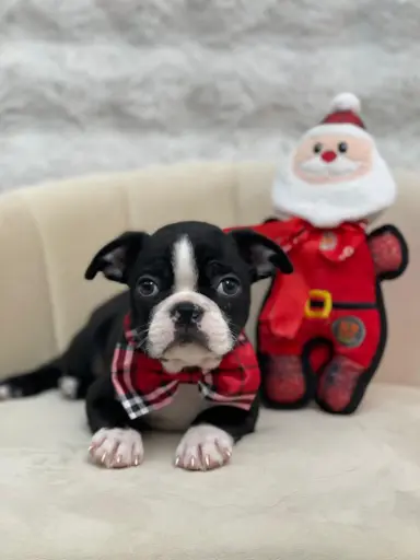 [25174-01] 900255002097823