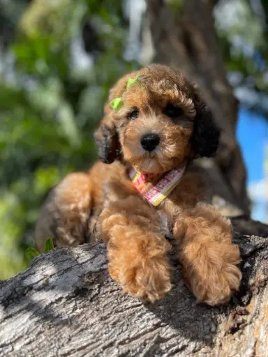 [25217-07] 900263000553388