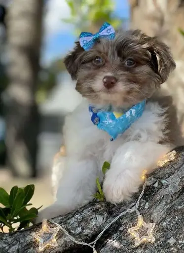 [25334-01] 900215006171112