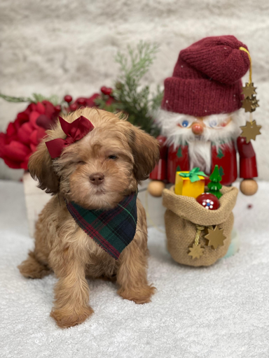 [25586-04] 990000014282892