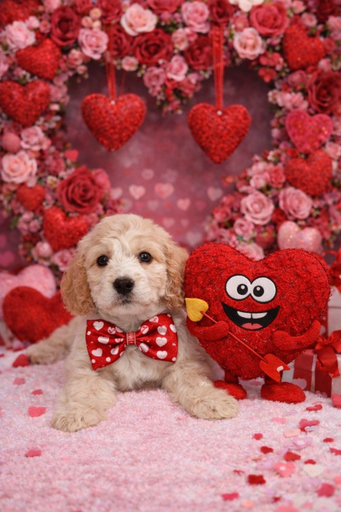 [25317-03] 202105000040515