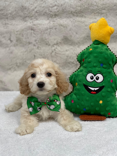 [25317-03] 202105000040515