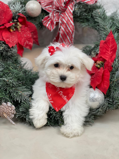 [251278-01] 900263004221293