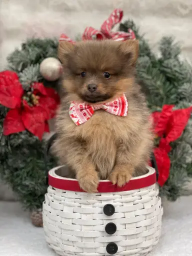 [25187-01] 900255002097222