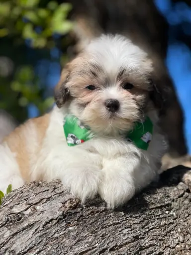 [2531-03] 900263004990363