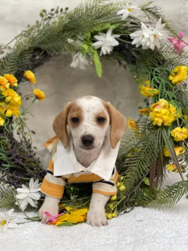 [2535-01] 900263004990379