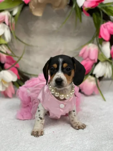 [2535-04] 900263004990372